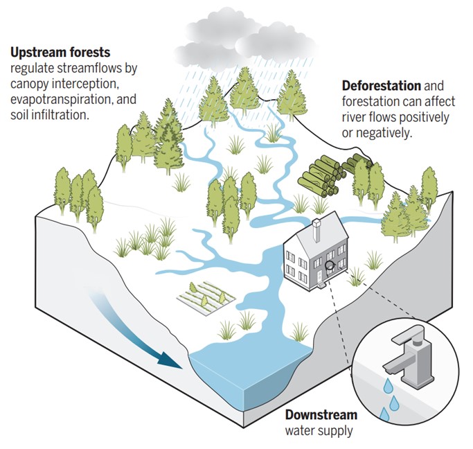 Figure 3. The influence of forests on water supply in the watershed (Zhang and Wei, 2021).
