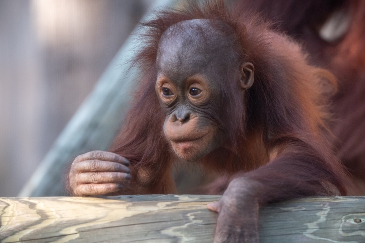 Figure 13: Orangutan populations are already dwindling, due to land-use changes within their natural habitats. The proposed future construction plans will only serve to further compound the destruction of tropical rainforests (Kilby, 2019)
