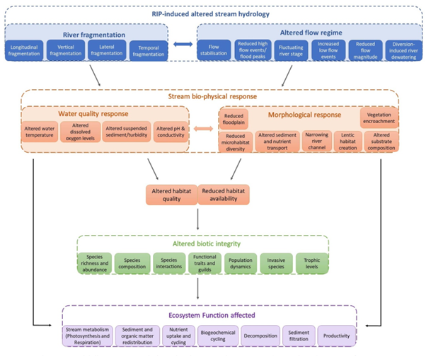 Figure 2  Schematic model illustrating morphological and water quality responses (orange boxes) to river infrastructure project induced altered stream hydrology (blue boxes), and their influence on biotic integrity (green boxes) and ecosystem function (purple boxes). Arrows indicate pathways or directionality of influence. Dashed boxes represent distinct levels of impact, and solid-coloured boxes within them represent the main components pertaining to that theme. Reference:(Jumani et al. 2020)