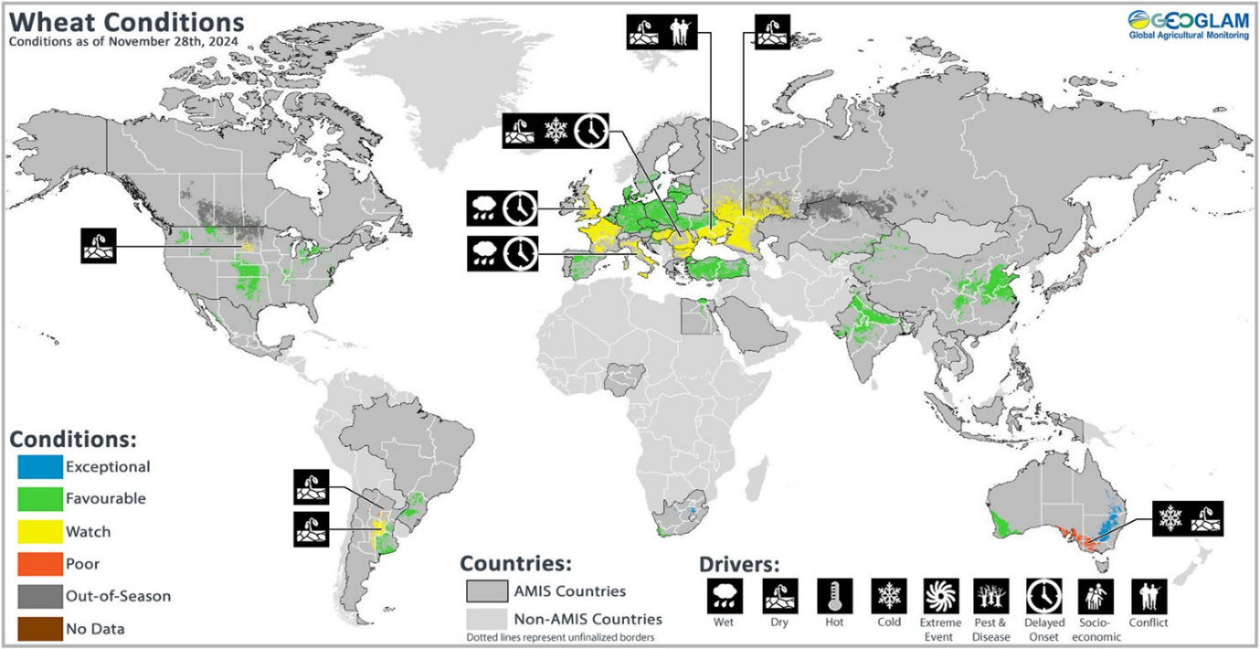 Map showing wheat crop conditions globally for November 2024