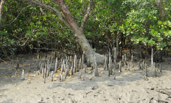 Photograph of mangrove roots, called pneumatophores