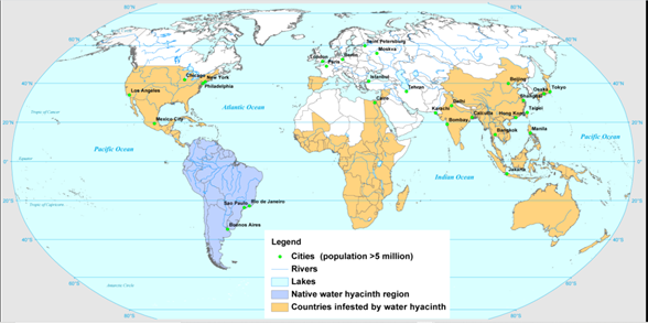 Global distribution of water hyacinth displayed on a world map