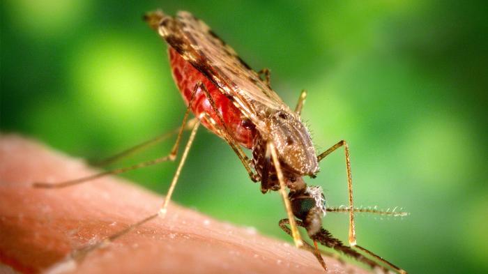 Mosquito sitting on a finger