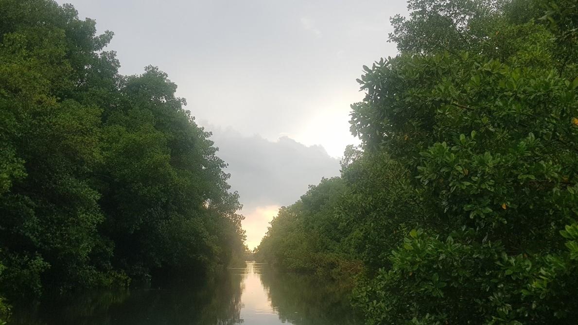 Mangrove forest separated by a water body