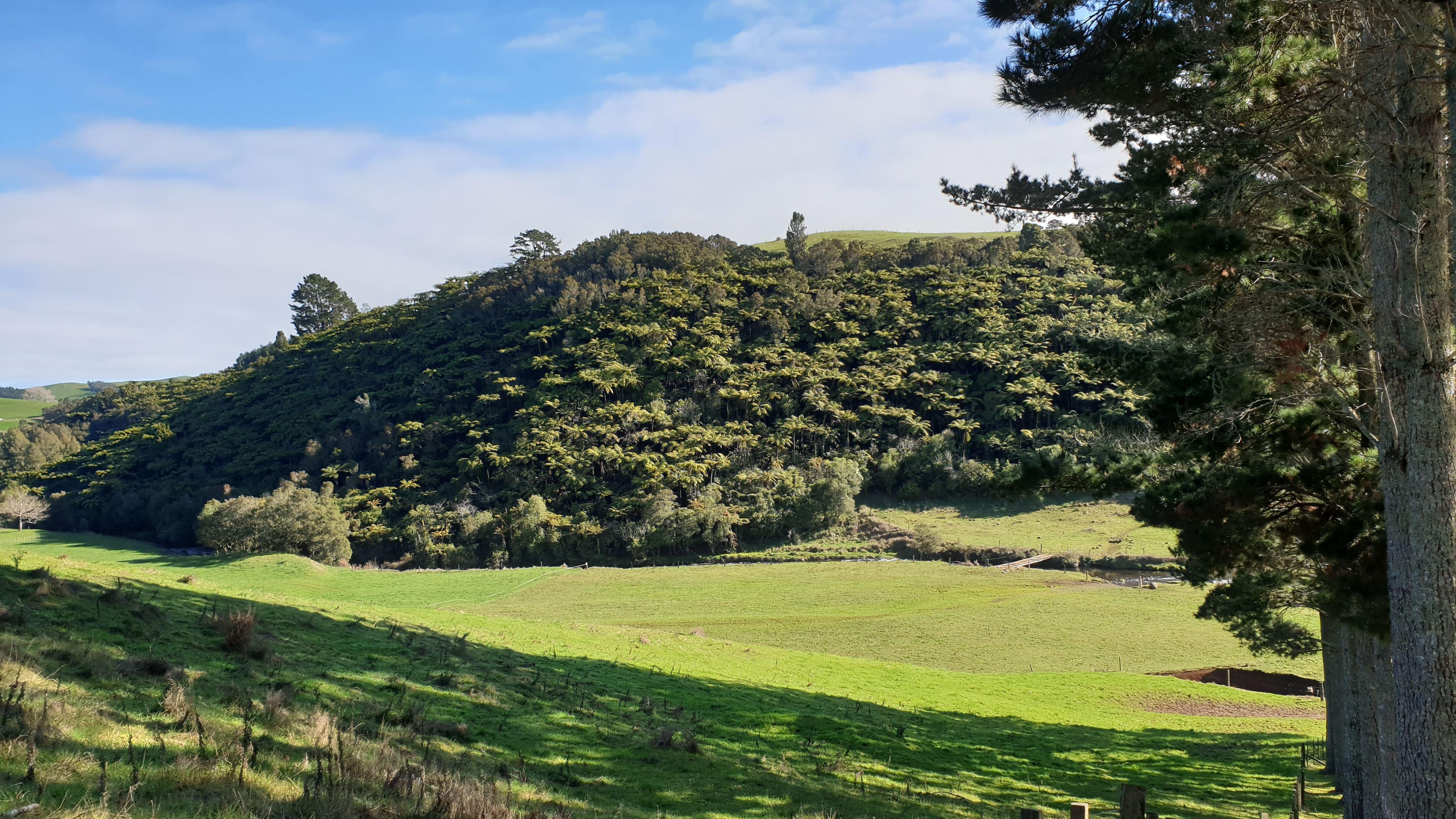 Long view of Ngakoahia Stream and surrounding vegetation